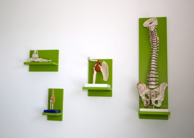 Anatomie-Modelle